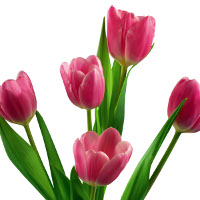 Bài tập Tiếng Anh lớp 6 Chương trình mới Unit 4, 5, 6