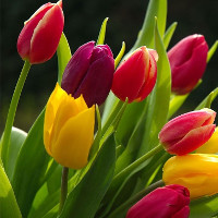 Bài tập trắc nghiệm Tiếng Anh lớp 7 Unit 8 Places Số 1