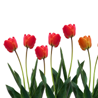 Đề kiểm tra 1 tiết Tiếng Anh lớp 6 Chương trình mới - Lần 2