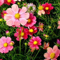 Đề kiểm tra 1 tiết HK1 môn Tiếng Anh lớp 10 THÍ ĐIỂM trường THPT Trần Phú, Hà Nội năm học 2016 - 2017 (Lần 1)