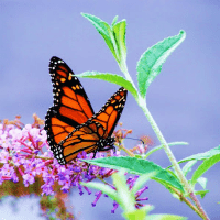 Bài tập trắc nghiệm Tiếng Anh lớp 8 Unit 7 có đáp án