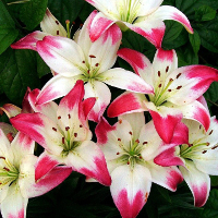 Đề kiểm tra 1 tiết HK1 Tiếng Anh lớp 10 Chương trình mới Lần 1