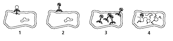 Đề thi Olympic Tiếng Anh lớp 6 vòng 3