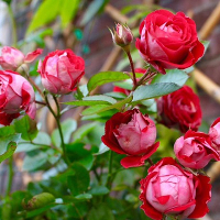 Đề thi học kỳ 1 môn Tiếng Anh lớp 6 có đáp án