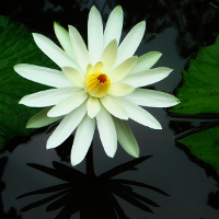 Từ vựng tiếng Anh lớp 10 Unit 8: The story of my village