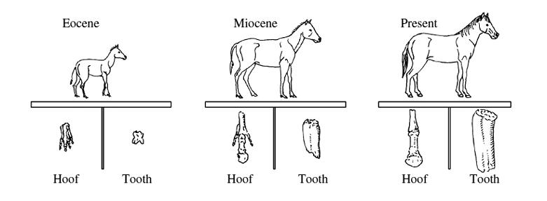 Đề thi Olympic Tiếng Anh lớp 8