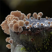 Trắc nghiệm Sinh học 10 - Chuyên đề: Giới khởi sinh, giới nguyên sinh và giới nấm