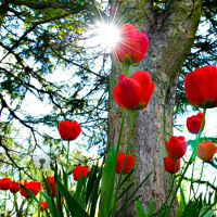 Đề thi học kỳ 1 môn Tiếng Anh lớp 7 trường THCS Thanh Kim, Sa Pa năm học 2016 - 2017 có đáp án