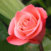 Bộ Đề thi học kỳ 1 môn tiếng Anh lớp 10 năm học 2016 - 2017 có đáp án