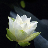 Đề thi học kỳ 1 môn Tiếng Anh lớp 11 trường THPT Nguyễn Trãi, Thái Bình năm học 2016 - 2017 có đáp án