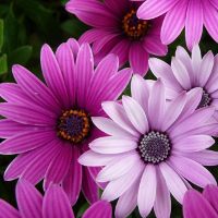 Đề thi học kỳ 1 môn Tiếng Anh lớp 10 trường THPT Nguyễn Trãi, Thái Bình năm học 2016 - 2017 có đáp án