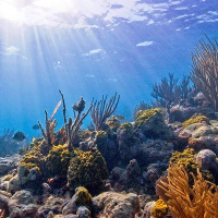 Giải bài tập SGK Tiếng Anh lớp 10 Unit 9: Undersea World