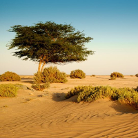 Giải bài tập SGK Tiếng Anh lớp 12 Unit 9: Deserts