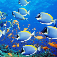 Bài tập tiếng Anh lớp 10 Unit 9: Undersea World Số 2