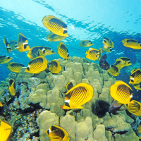 Bài tập tiếng Anh lớp 10 Unit 9 Undersea World Số 3 có đáp án