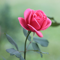 Đề thi thử THPT Quốc gia năm 2017 môn Tiếng Anh - Đề 10