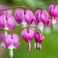 Bộ đề thi thử THPT Quốc gia năm 2017 môn Tiếng Anh - Số 4