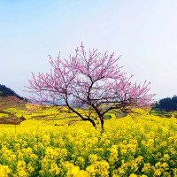 Đề thi thử THPT Quốc gia năm 2017 môn Tiếng Anh - Đề 13