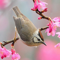 Giải bài tập SGK Tiếng Anh lớp 6 Chương trình mới: Language Review 3, Skills Review 3