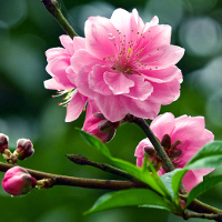 Bộ bài tập Tiếng Anh lớp 9 Unit 9: NATURAL DISASTERS