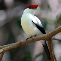 Bộ bài tập Tiếng Anh lớp 12 Unit 10: Endangered Species có đáp án