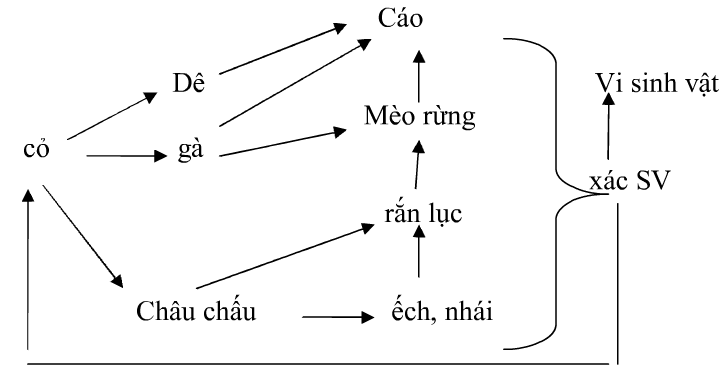 Đáp án đề thi giữa hk2 môn Sinh học lớp 9