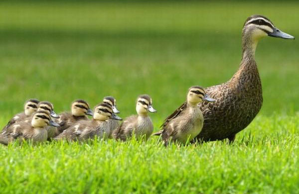 Thuyết minh về con vịt Thuyết minh về một giống vật nuôi
