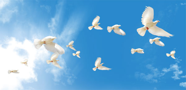 Thuyết minh về chim bồ câu Thuyết minh về một giống vật nuôi