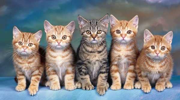 Thuyết minh về con mèo Thuyết minh về một giống vật nuôi