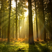 Hoàn cảnh ra đời và ý nghĩa nhan đề tác phẩm Rừng xà nu của Nguyễn Trung Thành