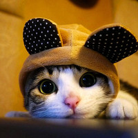 Đề thi thử THPT Quốc gia năm 2017 môn Tiếng Anh có đáp án - Đề 22