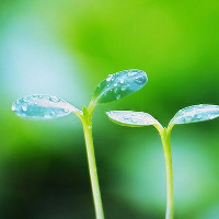 Giải bài tập SGK Tiếng Anh lớp 6 Unit 16 MAN AND THE ENVIRONMENT