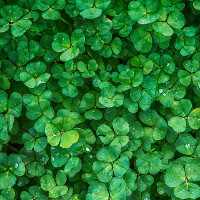 Tiếng Anh lớp 6 Chương trình mới Unit 11 OUR GREENER WORLD