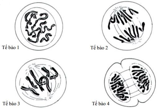 Đề thi thử THPT Quốc gia năm 2017 môn Sinh học