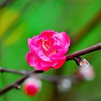 Đề kiểm tra 1 tiết học kì 2 môn Toán đại số lớp 8 trường THCS Bông Trang, Bà Rịa Vũng Tàu năm học 2016 - 2017