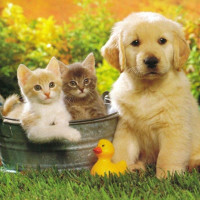 Giải bài tập SGK tiếng Anh lớp 3 Chương trình mới Unit 16 DO YOU HAVE ANY PETS?