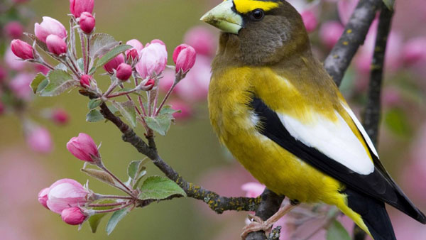 Phân tích khổ thơ đầu trong bài Mùa xuân nho nhỏ