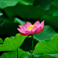 Giải bài tập trang 23, 24 SGK Toán lớp 6 tập 2: So sánh phân số