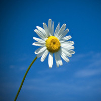 Đề thi thử THPT Quốc gia năm 2017 môn Tiếng Anh trường THPT Hoàng Quốc Việt, Yên Bái CÓ ĐÁP ÁN (1)