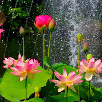 Đề thi thử THPT Quốc gia năm 2017 môn Tiếng Anh trường THPT Hoàng Quốc Việt, Yên Bái CÓ ĐÁP ÁN (2)