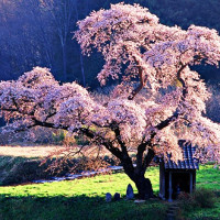 Đề thi thử THPT Quốc gia năm 2017 môn Tiếng Anh trường THPT Hoàng Quốc Việt, Yên Bái CÓ ĐÁP ÁN (3)