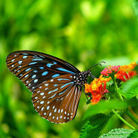 Đề thi thử THPT Quốc gia năm 2017 môn Tiếng Anh trường THPT Hoàng Quốc Việt, Yên Bái CÓ ĐÁP ÁN (6)