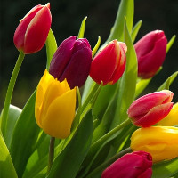 Giải bài tập SGK Tiếng Anh lớp 12 Test Yourself E (Trang 148-149-150-151)