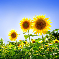 Giải bài tập SGK Tiếng Anh lớp 12 Unit 13 THE 22nd SEA GAMES