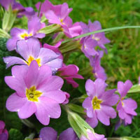 Giải bài tập trang 54, 55, 56 SGK Toán lớp 6 tập 2: Tìm một số biết giá trị một phân số của nó