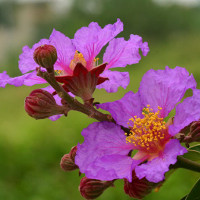 Đề thi thử THPT Quốc gia năm 2017 môn Tiếng Anh trường THPT Chu Văn An, Yên Bái CÓ ĐÁP ÁN (4)