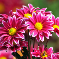 Đề thi thử THPT Quốc gia năm 2017 môn Tiếng Anh trường THPT Trần Nhật Duật, Yên Bái CÓ ĐÁP ÁN (8)