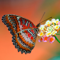 Đề thi thử THPT Quốc gia năm 2017 môn Tiếng Anh trường THPT Thác Bà, Yên Bái CÓ ĐÁP ÁN (1)