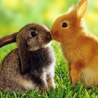 Đề thi thử THPT Quốc gia năm 2017 môn Tiếng Anh trường THPT Thác Bà, Yên Bái CÓ ĐÁP ÁN (2)