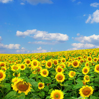 Đề thi thử THPT Quốc gia năm 2017 môn Tiếng Anh trường THPT Thác Bà, Yên Bái CÓ ĐÁP ÁN (4)